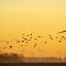 Hérault — Les pales d’éoliennes tuent des oiseaux protégés, FNE assigne EDF en justice
