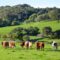 ABCD Agency : les viandes ovines et bovines sont accusées de ne pas être écologiques