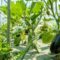 L’industrialisation du bio boudée par la FNAB et la Confédération paysanne