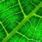 Production de gaz propre par photosynthèse d’une feuille artificielle