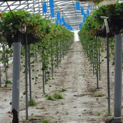 Des déchets chauffent des serres agricoles