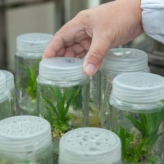 Biotechnologies végétales – Progression significative de l’Italie
