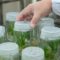 Biotechnologies végétales – Progression significative de l’Italie