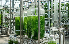 Biotechnologies – Des microbes pour capturer le carbone